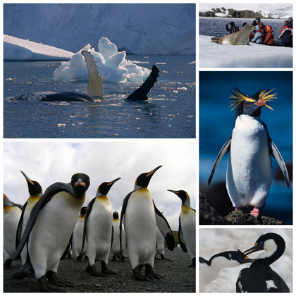 animaux antarctique