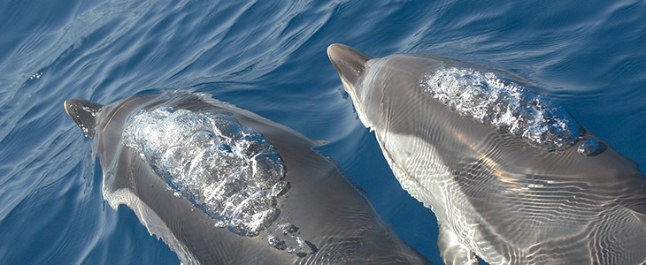 Nager avec les animaux marins et voir les dauphins Cannes
