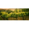 Séjour découverte des vignobles de Napa Valley - USA