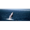 observation baleine islande