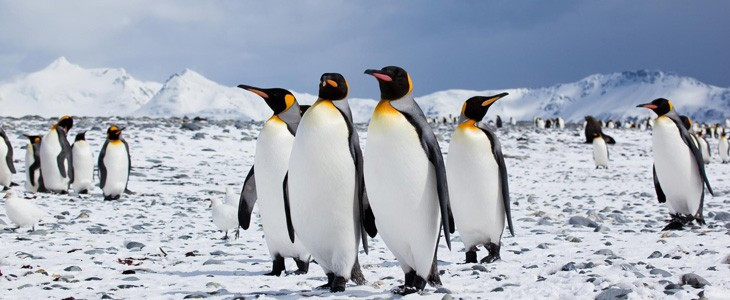 Voyage et expédition en péninsule Antarctique (12j)