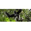 Voyage découverte des Gorilles - Congo