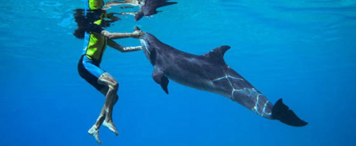 Nager avec les dauphins à Dubaï