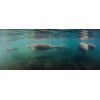 Nager avec des lamantins sauvages en Floride