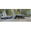 Nager avec des lamantins sauvages en Floride