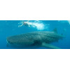 Nager avec les requins baleines à Cancun