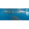 Nager avec les requins baleines à Cancun