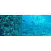 Randonnée plongée aquaphonique avec tuba - snorkeling Fréjus
