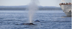 Croisière d’observation des baleines à Montréal