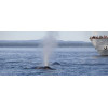 Croisière d’observation des baleines à Montréal