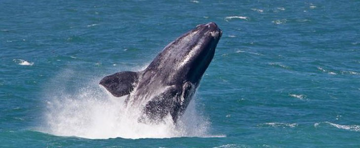 Observation de baleines au Cap en Afrique du Sud