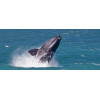 Observation de baleines au Cap en Afrique du Sud