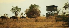 Safari glamping luxe en Tanzanie
