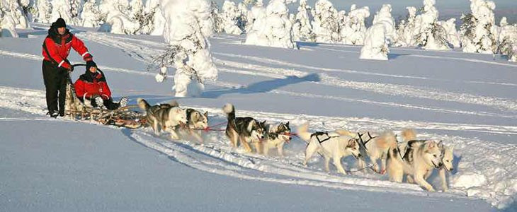 Randonnée chiens de traineaux en Laponie, Finlande