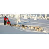 Randonnée chiens de traineaux en Laponie, Finlande