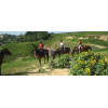 Week-end randonnée à cheval Médoc Aquitaine