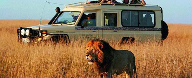 Safari Big Five 1 journée, Le Cap, Afrique du Sud