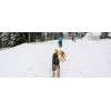 Randonnée en chiens de traîneaux Avoriaz Haute-Savoie