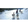 Randonnée chiens de traîneaux Grenoble Belledonne Isère