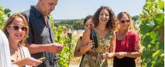 Dégustation de vins et visite guidée de vignes à Saumur, Maine et Loire