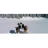 Randonnée d'une journée en chiens de traineaux en Savoie
