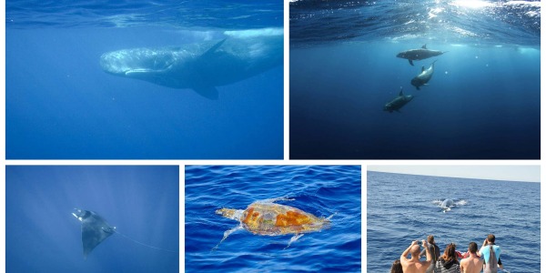 Dauphins et baleines en Méditerranée : où et quand les observer ?