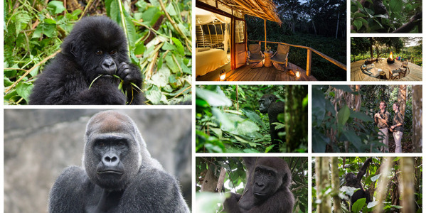 Un séjour pour voir les gorilles